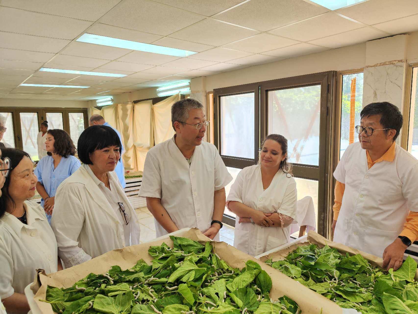 2023年5月23日，中國(guó)駐古巴大使馬輝考察古中蠶?？萍己献髦行?。來(lái)源：中國(guó)駐古巴大使館官網(wǎng)