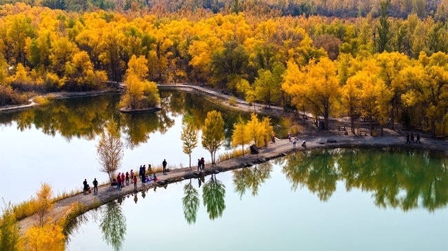 胡楊林金碧耀眼。蘭州局集團公司融媒體中心供圖