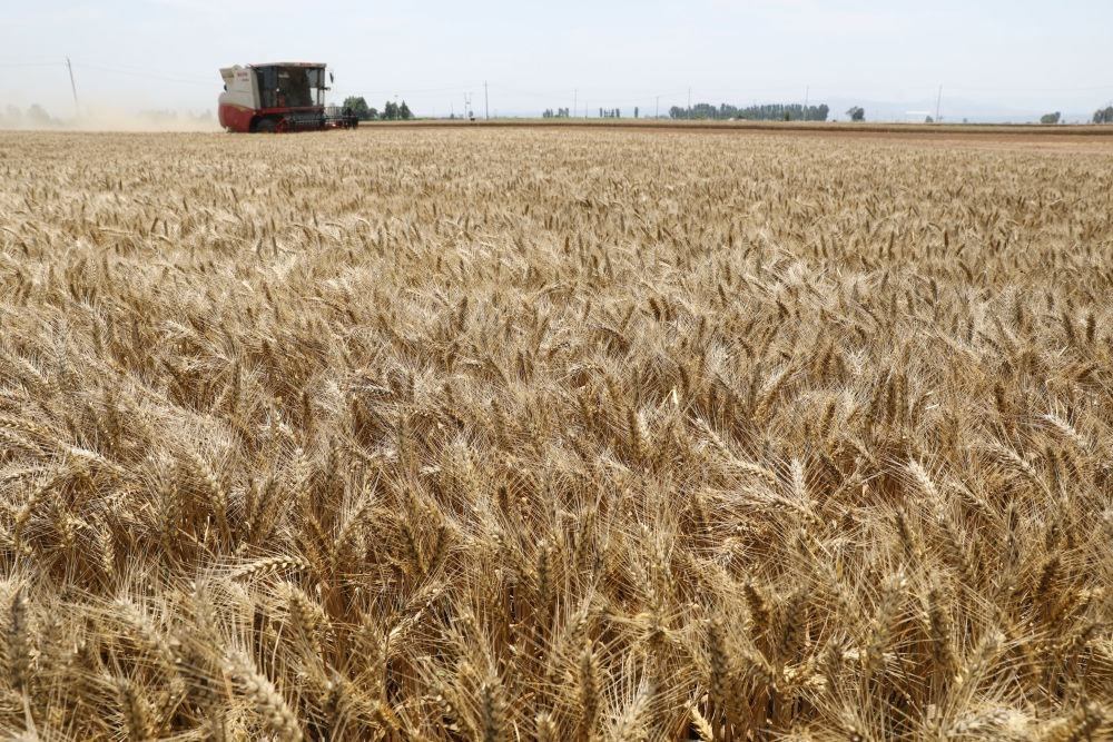  河南省焦作市溫縣黃河街道張王莊村村民駕駛收割機(jī)在田間收獲小麥（2023年6月6日攝）。新華社發(fā)（徐宏星 攝）