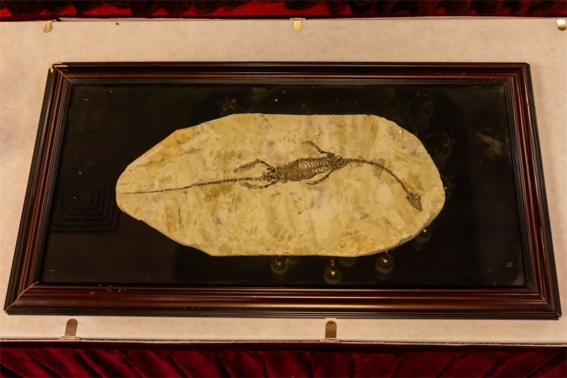 潛龍化石。國家文物局供圖