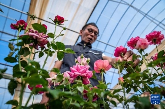 在云南省安寧市現(xiàn)代農(nóng)業(yè)園區(qū)玫瑰種植示范園，技術(shù)員田連通觀察玫瑰花（10月20日攝）。