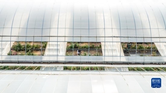 云南省安寧市現(xiàn)代農(nóng)業(yè)園區(qū)玫瑰種植示范園一景（無人機照片，10月20日攝）。