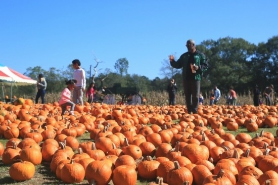  2020年10月31日，在美國新奧爾良市，人們在南瓜農(nóng)場里玩耍。新華社發(fā)（魏蘭攝）