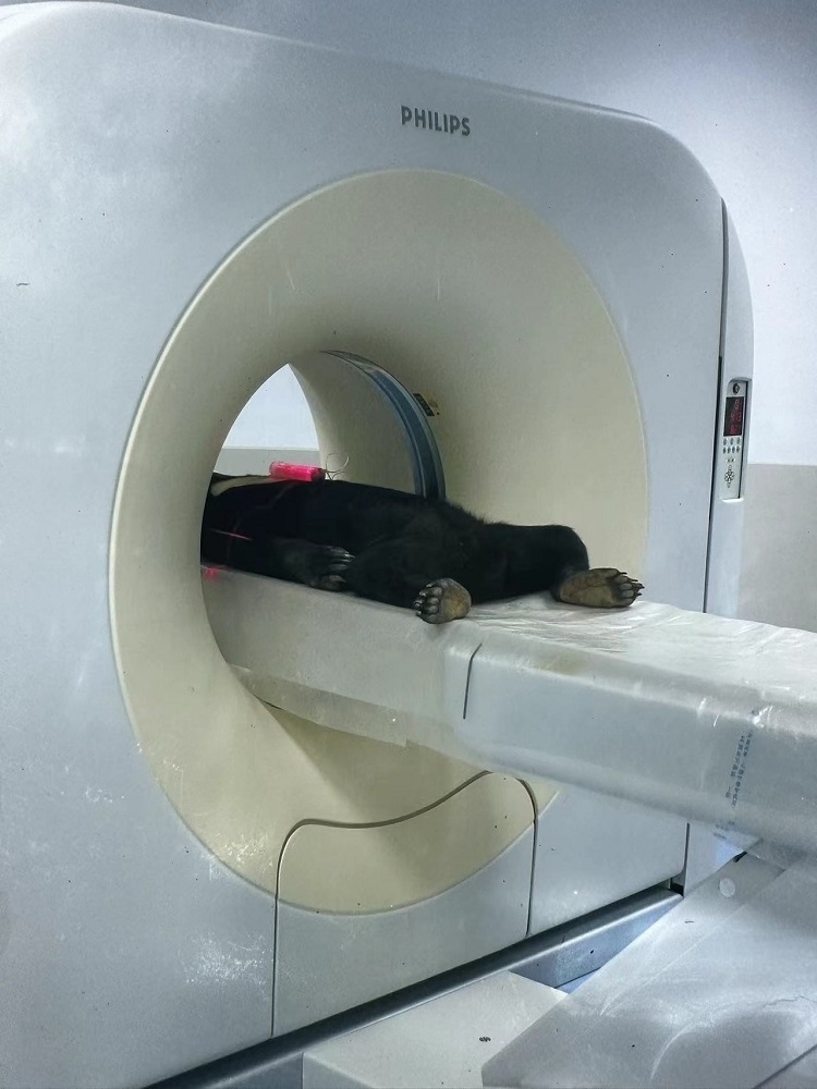 長隆野生動物世界的動物醫(yī)院內(nèi)，馬來熊在做核磁共振檢查。人民網(wǎng)記者 李舫攝