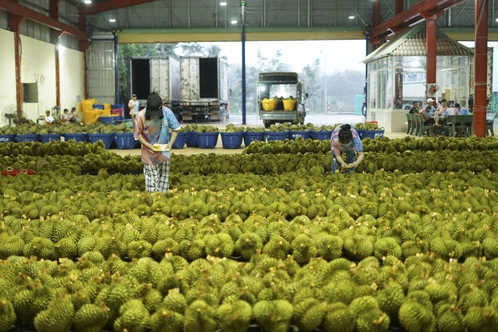 2023年9月15日，在越南多樂省一家榴蓮加工廠，工人在給即將出口到中國的榴蓮包裝貼牌。隨著《區(qū)域全面經(jīng)濟伙伴關系協(xié)定》紅利釋放，中國—東盟貿易規(guī)模進一步擴大。越來越多東盟國家的優(yōu)質水果便捷地進入中國市場，走上消費者的餐桌。