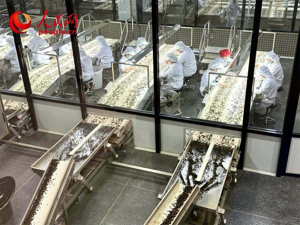 工人在對(duì)茶葉進(jìn)行目視揀剔。人民網(wǎng)記者 劉微攝