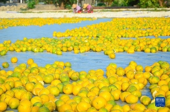 11月25日在廣東省江門市新會區(qū)拍攝的在空地上晾曬的新會柑皮。