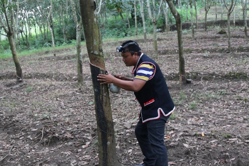 2017年10月，云南省永德縣團(tuán)樹村佤族膠農(nóng)蔣文富在割膠