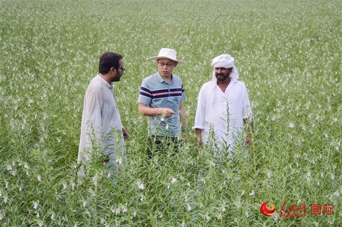 中巴經(jīng)濟走廊農(nóng)業(yè)合作中心負責人席建龍（中）與巴基斯坦當?shù)剞r(nóng)戶在芝麻種植園交流作物生長情況。人民網(wǎng)記者薩義德·邁赫迪攝