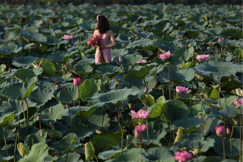 這是2020年7月15日，一名女子在越南首都河內(nèi)西湖畔的荷花叢中留影。