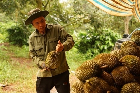 9月15日，在越南多樂省一家榴蓮果園，一名果農(nóng)初步清潔剛采摘的榴蓮。依托中國-東盟博覽會等平臺，越來越多東盟國家的榴蓮得以更加便捷地進入中國市場，并以更加優(yōu)惠的價格走上消費者的餐桌。（新華社記者胡佳麗攝）