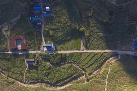 漠源鄉(xiāng)西柚基地。將樂縣農(nóng)業(yè)農(nóng)村局供圖