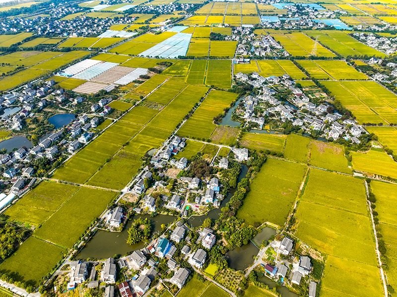 2023年10月22日，浙江海寧市黃灣鎮(zhèn)，金秋時節(jié)，金黃色的稻田與美麗鄉(xiāng)村構(gòu)成一幅寧靜祥和的畫卷。