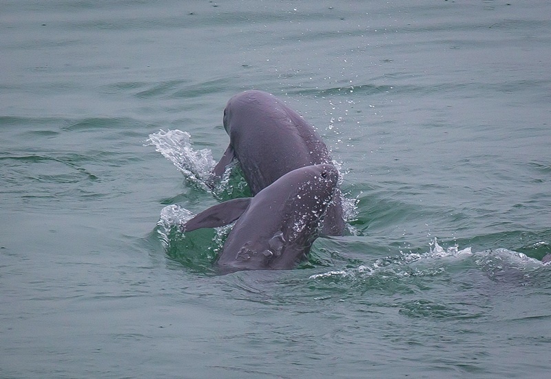 2021年5月10日，在湖北省宜昌市江邊，長江江豚在水中嬉戲。