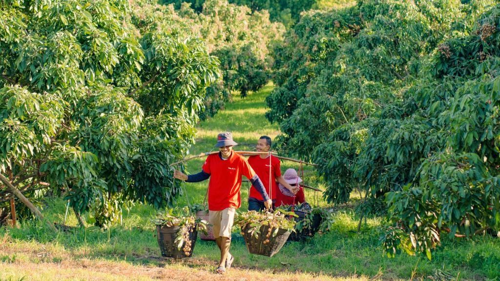 2023年10月，泰國尖竹汶府的龍眼種植園內(nèi)，采果工人正在運(yùn)輸新采摘的龍眼。（黎銀成攝 新華社發(fā)）