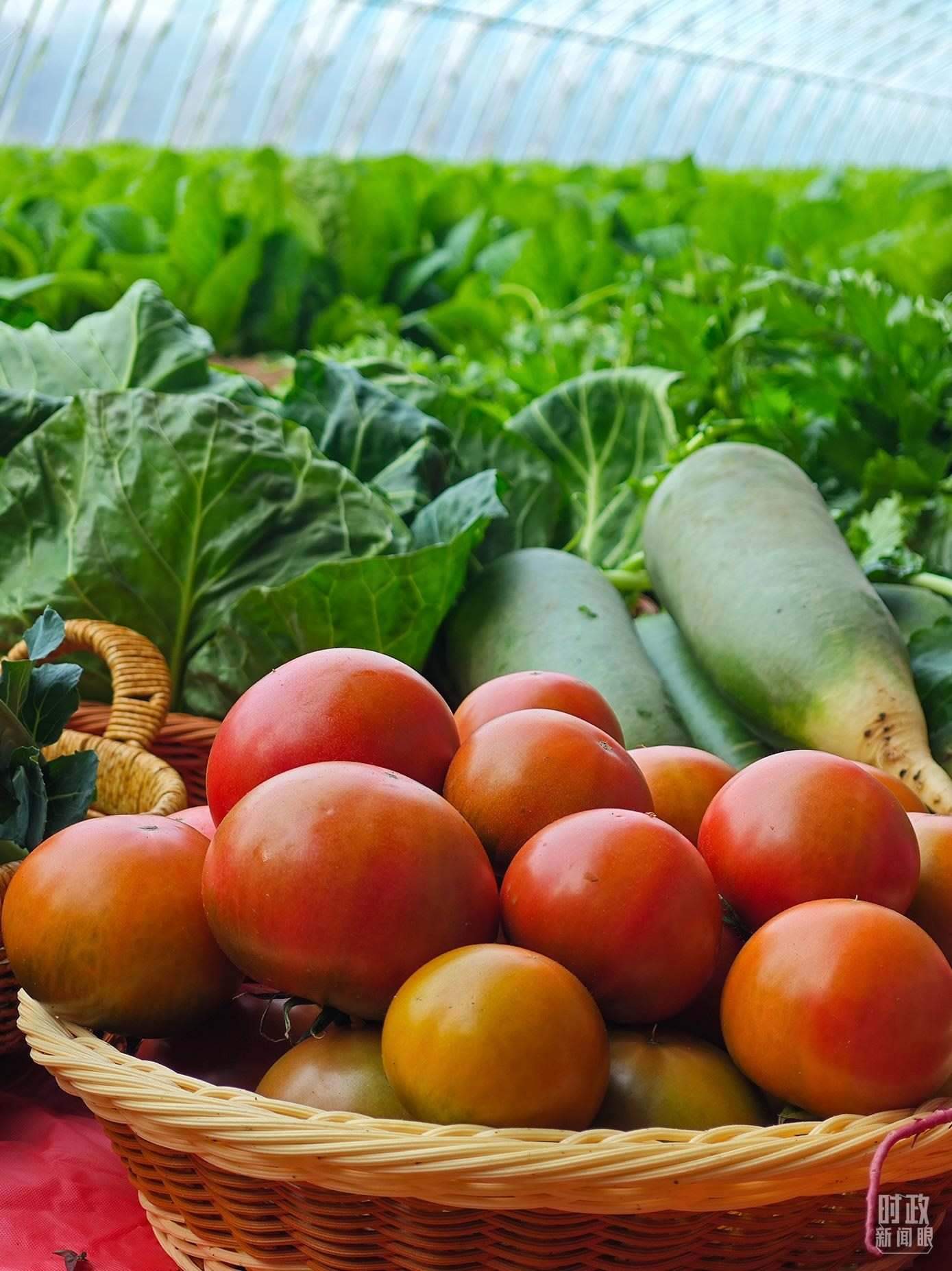 △第六埠村蔬菜大棚，蔬菜收獲頗豐。（總臺央視記者彭漢明拍攝）