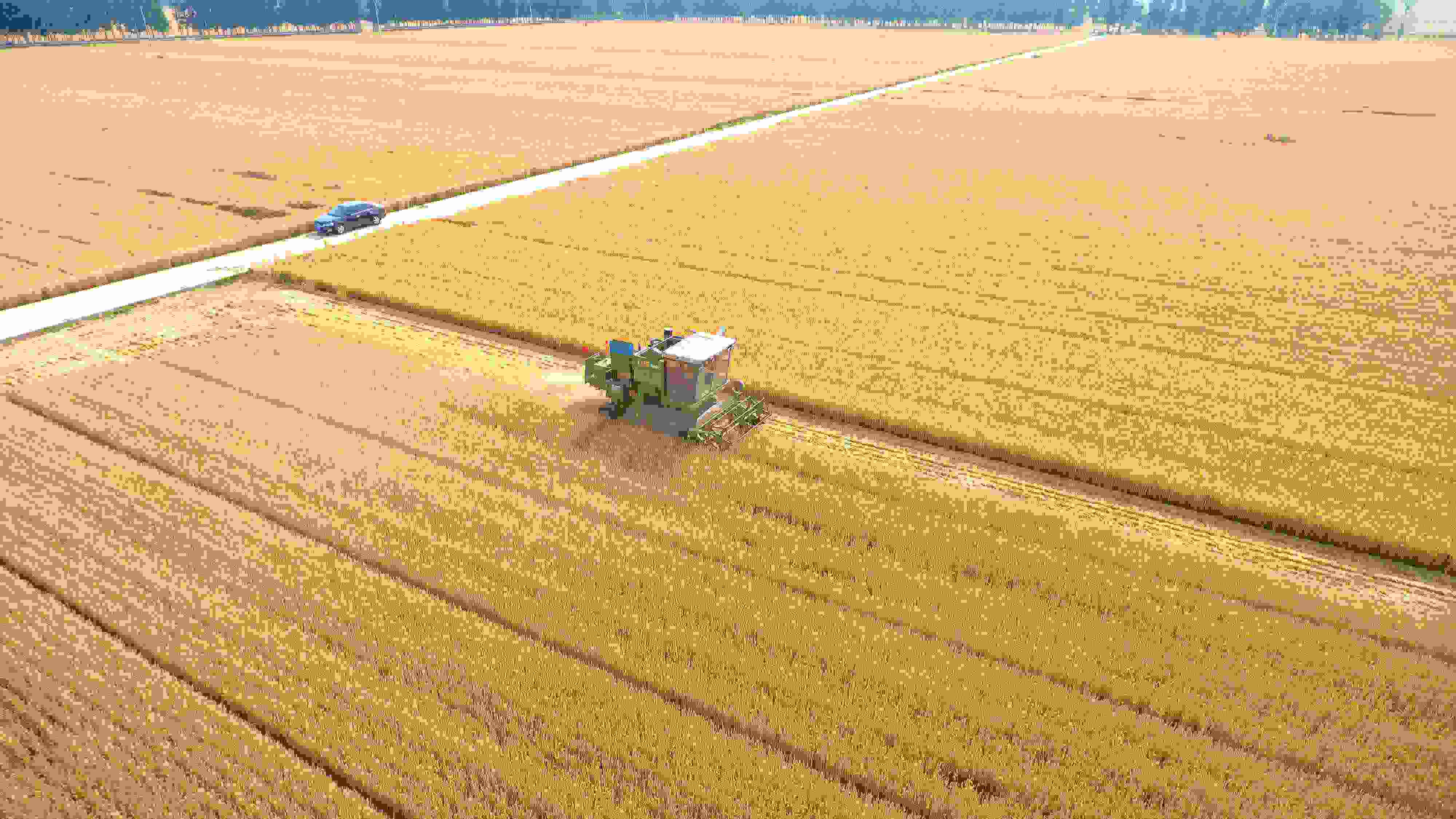 △ 2023年6月5日，山東聊城茌平區(qū)賈寨鎮(zhèn)王藥包村，收割機在田間進行小麥?zhǔn)崭钭鳂I(yè)。