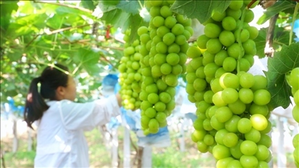 小屯村葡萄園里的陽(yáng)光玫瑰葡萄。肖俊楠攝