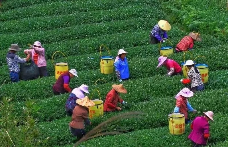 △軍營村茶農(nóng)在茶園采茶。