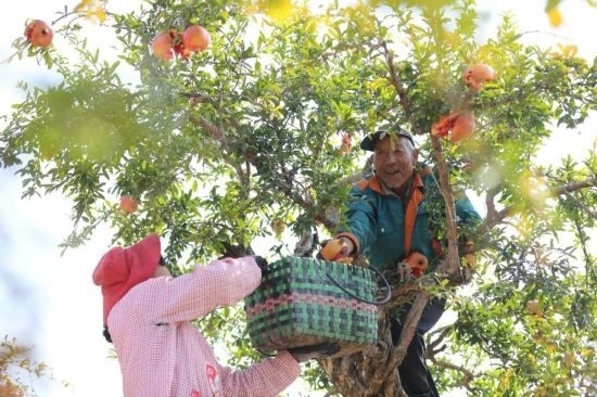 紅彤彤的石榴掛滿枝頭，農(nóng)戶們穿梭在林中采摘，享受著豐收的喜悅。