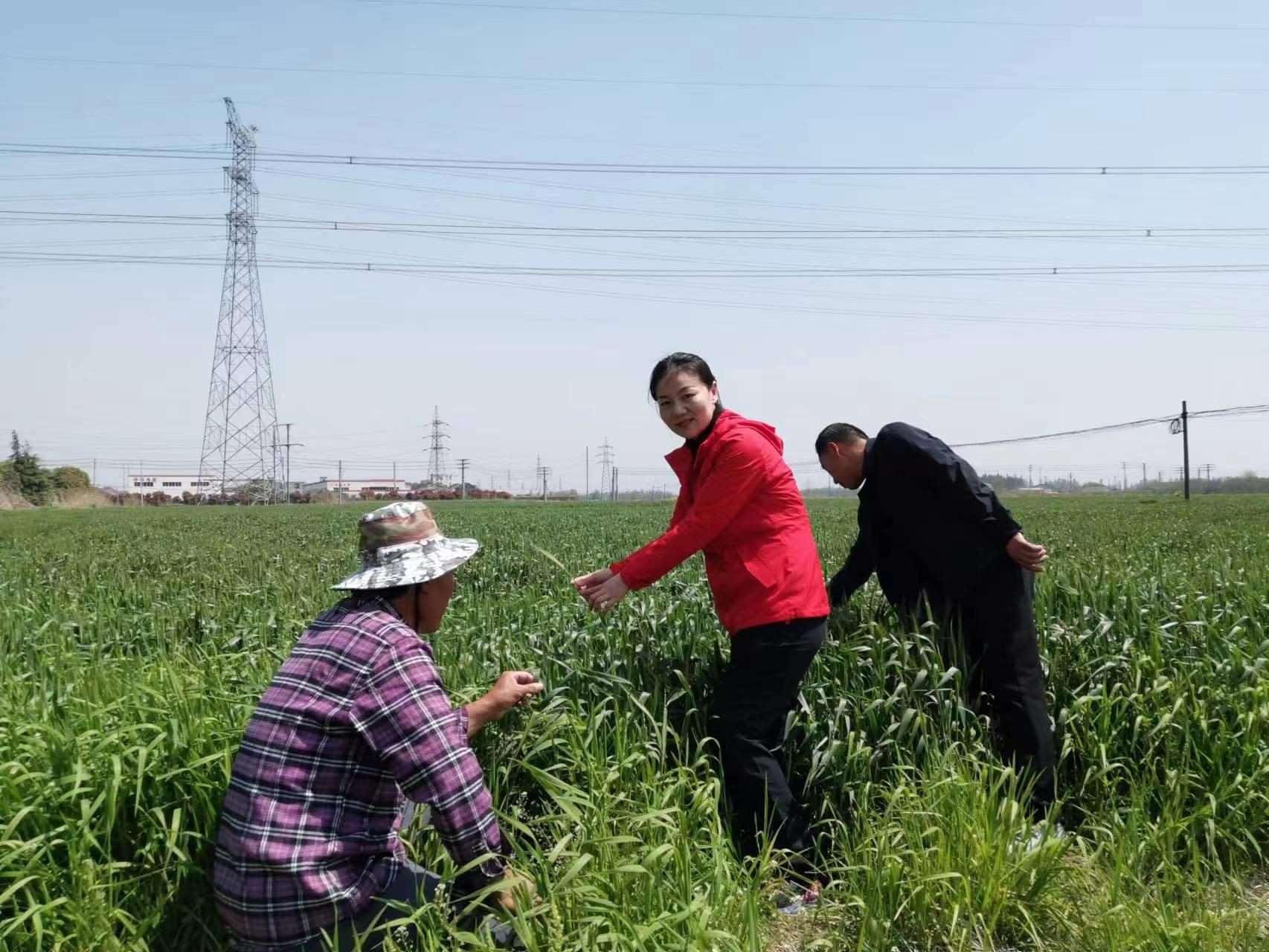 魏巧在田間察看農(nóng)作物長(zhǎng)勢(shì)。