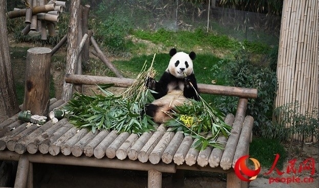 “福寶”享用新鮮的竹子。人民網(wǎng) 李帆攝