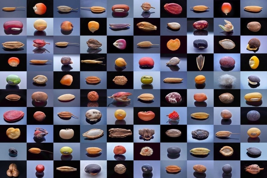 微距鏡頭下，湖南省農(nóng)作物種質(zhì)資源庫(kù)的種子千姿百態(tài)（100個(gè)種子拼版照片）。