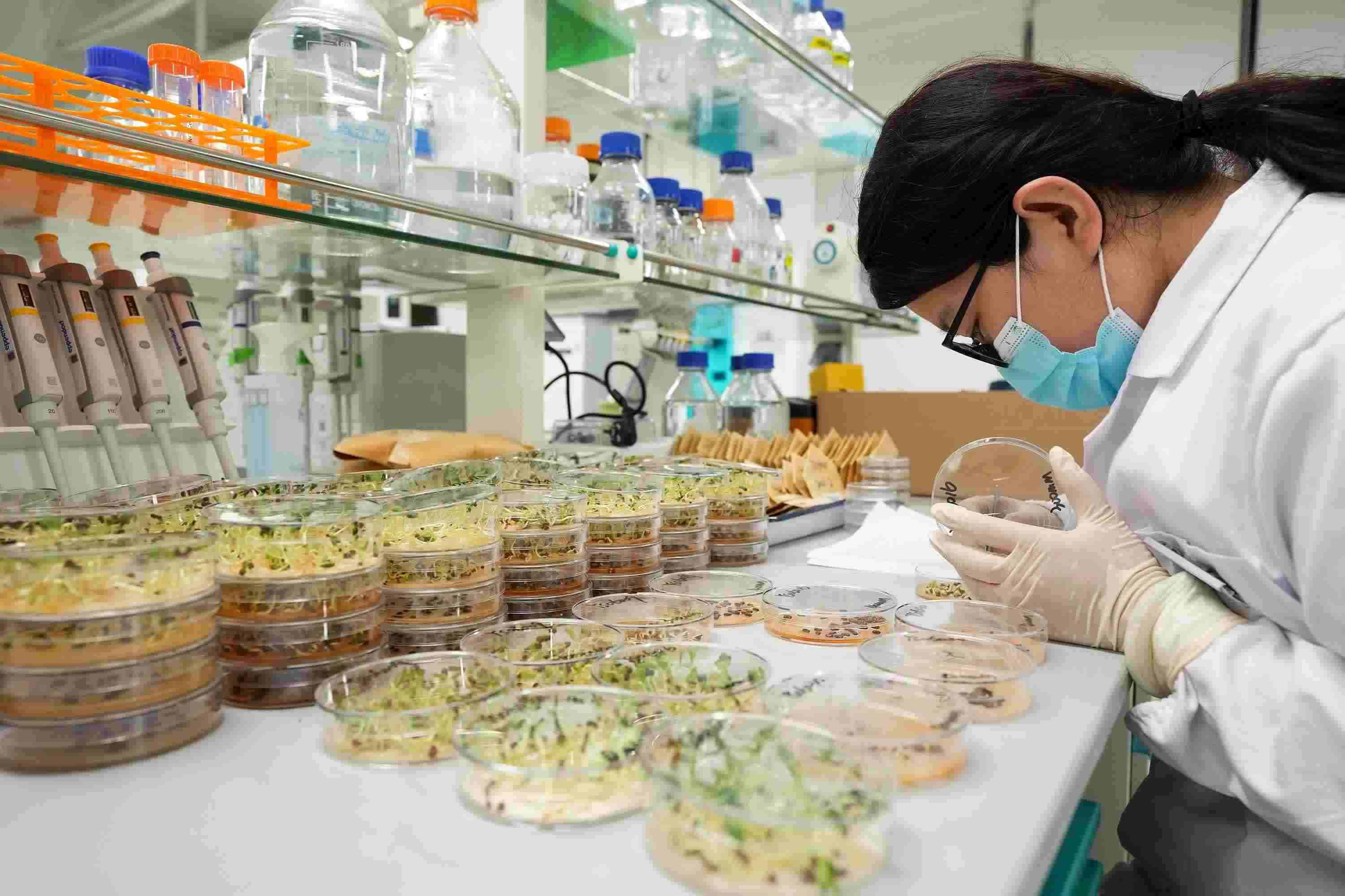 △ 海南三亞崖州灣科技城的崖州灣種子實(shí)驗(yàn)室，科研人員正在觀察種子樣本。