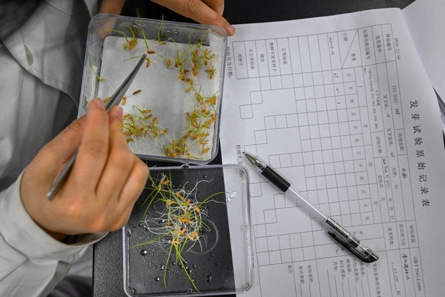 2022年3月23日，在湖南省農(nóng)作物種質(zhì)資源庫(kù)實(shí)驗(yàn)室，檢測(cè)員對(duì)保存的水稻種子進(jìn)行發(fā)芽試驗(yàn)檢測(cè)。