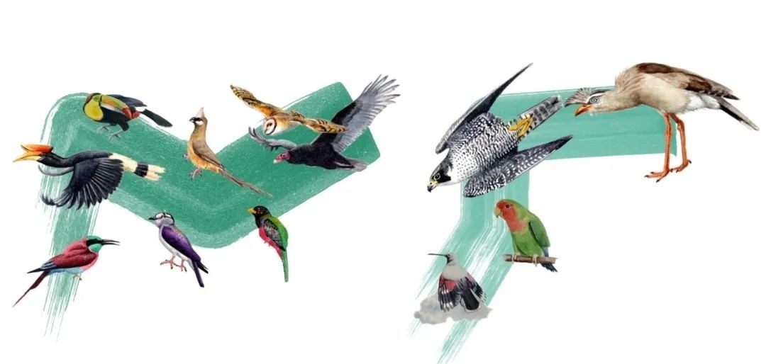 陸鳥類。浙江大學供圖