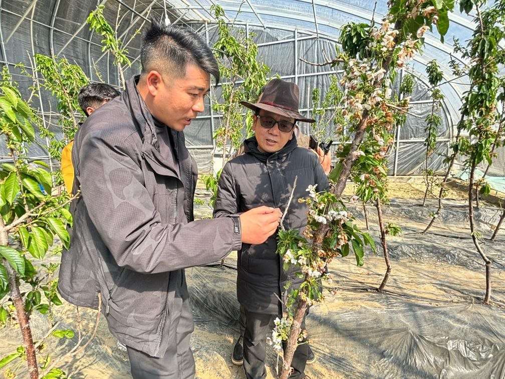 山東援藏小組及技術(shù)人員在大棚查看果蔬長(zhǎng)勢(shì)。（受訪者供圖）