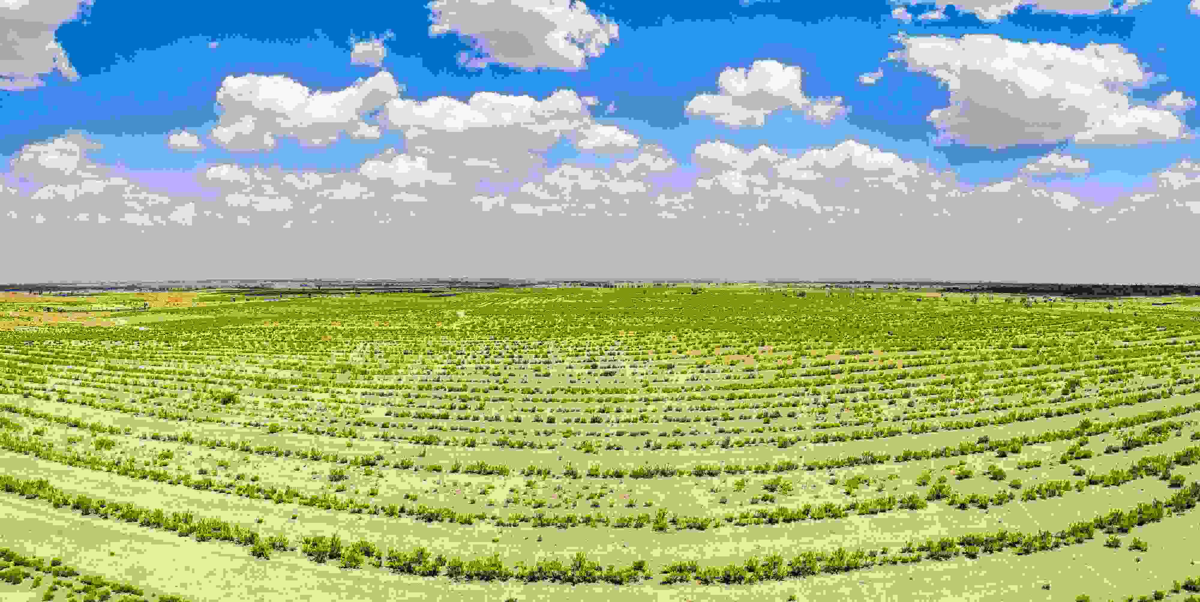 2023年6月7日，內(nèi)蒙古鄂爾多斯，毛烏素沙漠。