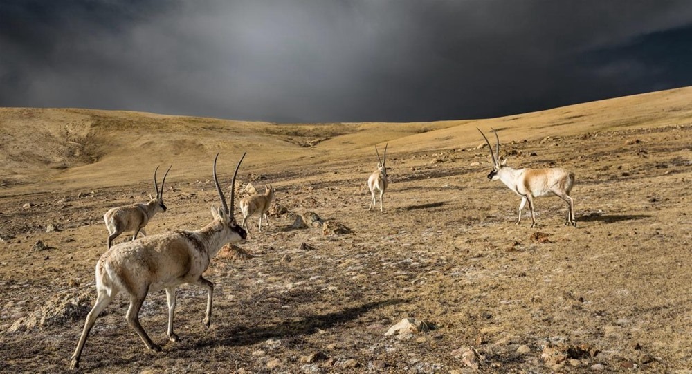 “高原精靈”藏羚羊。尼瑪多吉攝