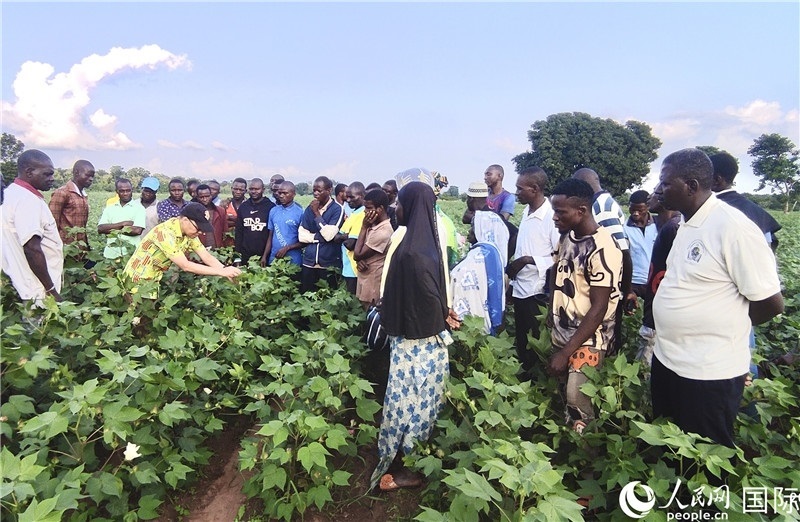 當(dāng)?shù)孛揶r(nóng)紛紛向中國專家學(xué)習(xí)技術(shù)。人民網(wǎng)記者 黃培昭攝