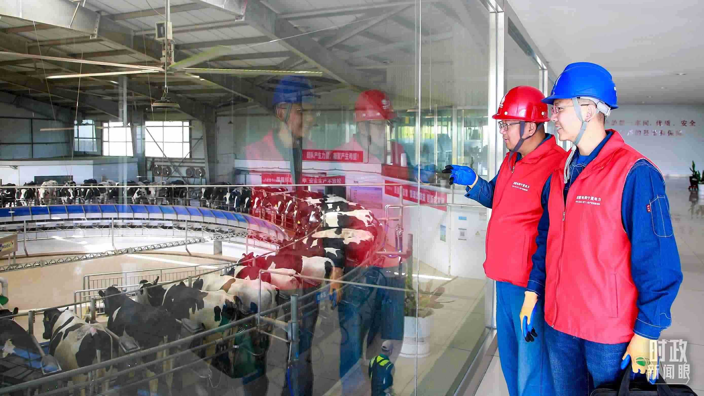  △寧夏銀川，電力員工深入奶牛養(yǎng)殖企業(yè)，助力數(shù)智化養(yǎng)殖。（圖/視覺中國）