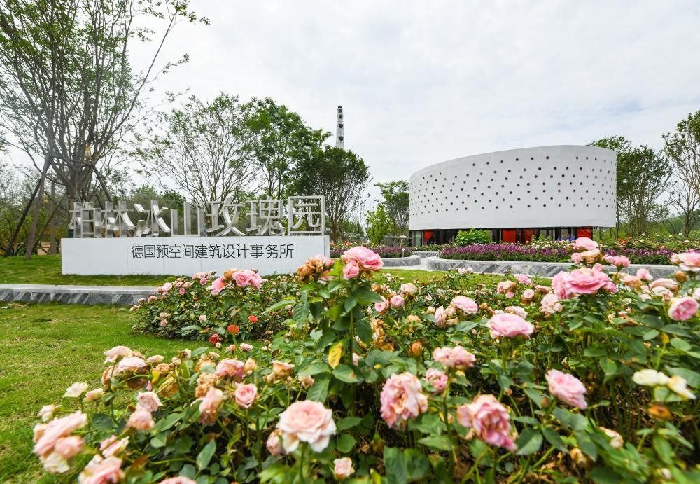 這是2024年4月22日拍攝的成都世園會(huì)主會(huì)場(chǎng)德國(guó)柏林冰山玫瑰園。新華社記者 王曦 攝