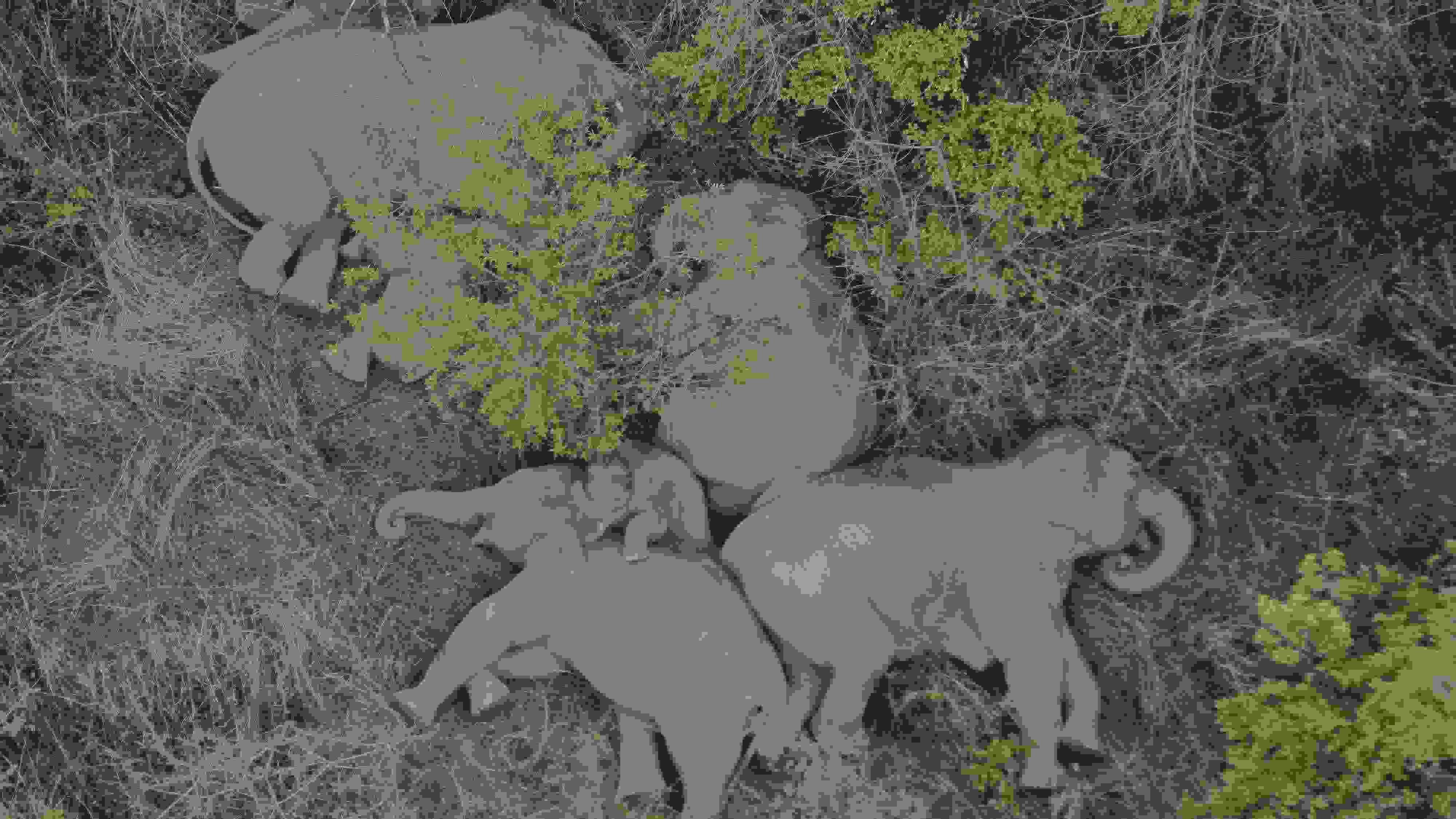 2021年6月7日，航拍顯示亞洲象群在云南省昆明市晉寧區(qū)夕陽鄉(xiāng)山林地里睡覺休息。