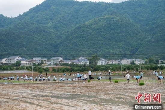 圖為5月21日，綏陽縣旺草中學(xué)學(xué)生在旺草萬畝大壩體驗(yàn)插秧。唐哲 攝
