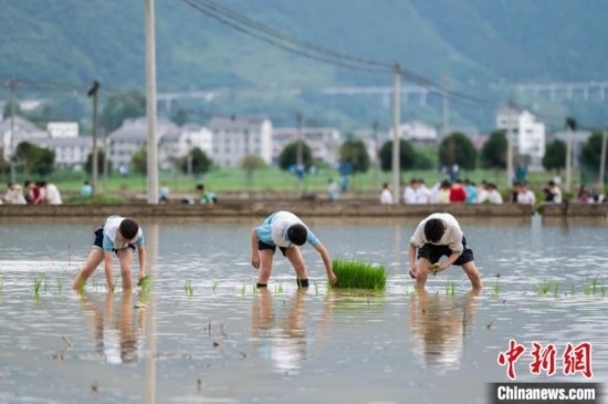 圖為5月21日，綏陽縣旺草中學(xué)學(xué)生在旺草萬畝大壩體驗(yàn)插秧。唐哲 攝