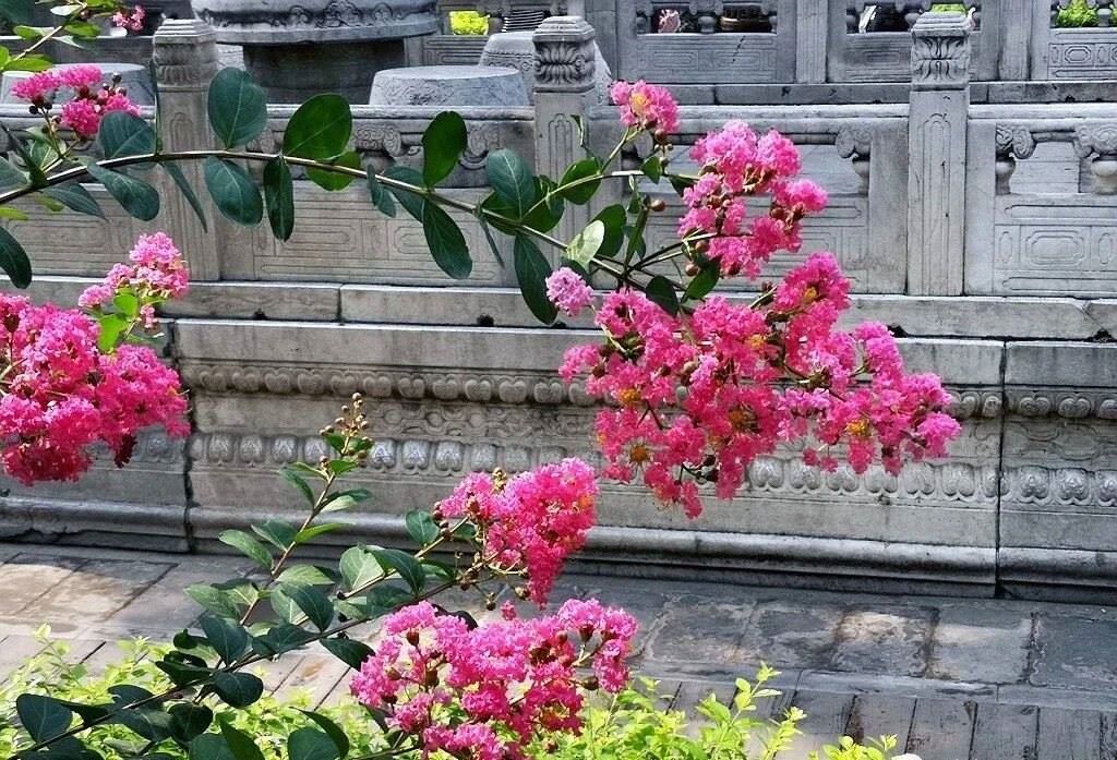 夏天的故宮一角。故宮博物院供圖