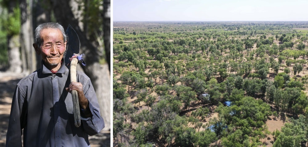 拼版照片：左圖為內(nèi)蒙古鄂托克前旗呼和陶勒蓋嘎查的牧民曹扎娃出門勞作（2023年6月14日攝）；右圖為曹扎娃的承包地（2023年6月14日攝，無(wú)人機(jī)照片）。20世紀(jì)80年代，在毛烏素沙地中，曹扎娃主動(dòng)承包了2300多畝沙地。這么多年來(lái)，曹扎娃堅(jiān)持種樹(shù)治沙，最終將沙地變成了林海。新華社記者 劉磊 攝