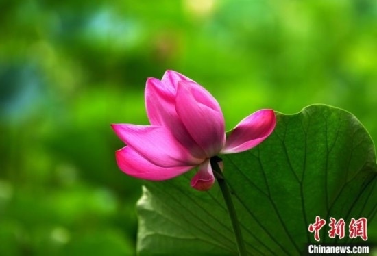 6月19日，時(shí)值一年畢業(yè)季，四川大學(xué)望江校區(qū)荷花池里的荷花盛開(kāi)，成為了畢業(yè)生們的打卡圣地，吸引了眾多畢業(yè)生拍照留念。圖為盛開(kāi)的荷花。中新社記者 安源 攝