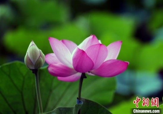 6月19日，時(shí)值一年畢業(yè)季，四川大學(xué)望江校區(qū)荷花池里的荷花盛開(kāi)，成為了畢業(yè)生們的打卡圣地，吸引了眾多畢業(yè)生拍照留念。圖為盛開(kāi)的荷花。中新社記者 安源 攝