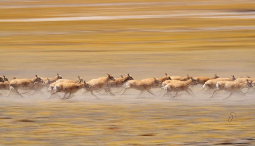 2024年6月13日，在羌塘國家級(jí)自然保護(hù)區(qū)，遷徙中的藏羚羊奔跑起來。新華社記者費(fèi)茂華攝