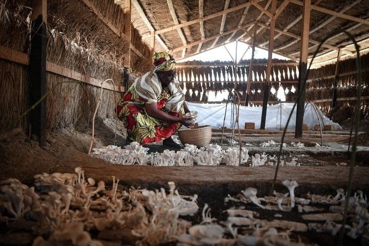 2024年2月6日，在中非共和國達(dá)馬拉，法蒂瑪在菇棚內(nèi)收獲菌草菇。2022年，法蒂瑪在聽說中國菌草專家在班吉傳授技術(shù)后主動前往學(xué)習(xí)，從一間小菌棚起步，逐漸擴(kuò)大為如今小有名氣的合作社。新華社記者 韓旭 攝