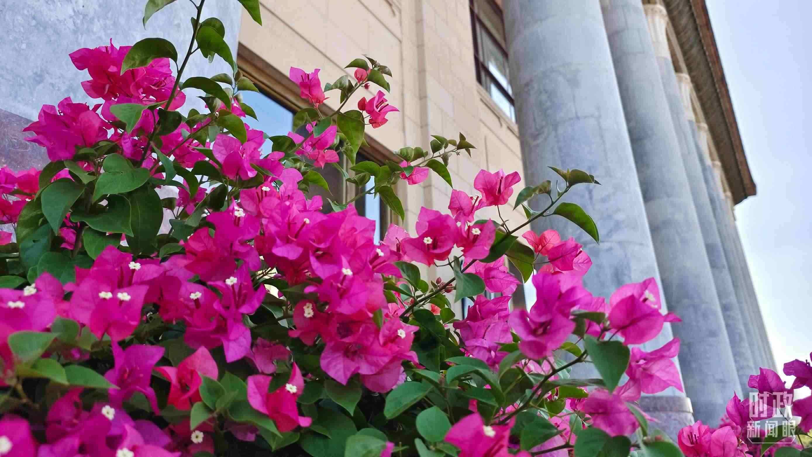 △人民大會堂外花團錦簇。（總臺央視記者韓銳拍攝）