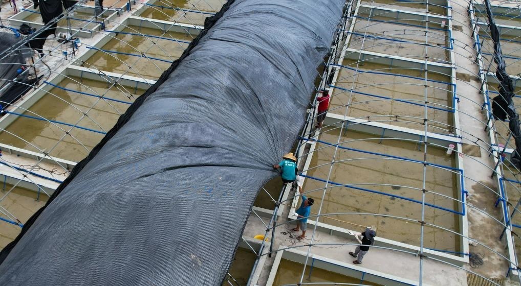 在文昌市翁田鎮(zhèn)的海興農(nóng)翁田蝦苗場，工人重新鋪設(shè)頂棚。無人機照片，新華社記者楊冠宇 攝