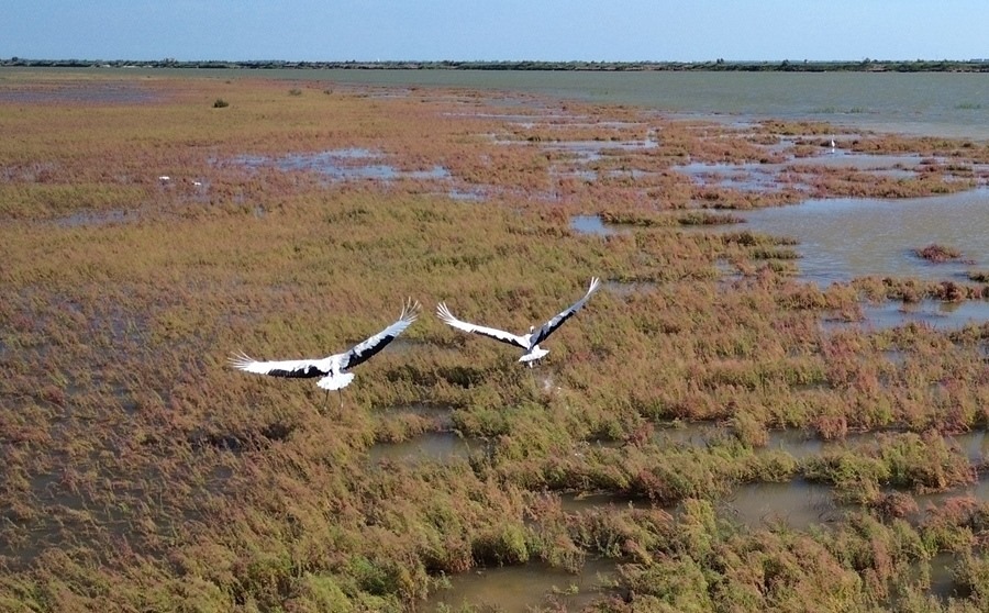 2024年8月28日，丹頂鶴在黃河三角洲國(guó)家級(jí)自然保護(hù)區(qū)展翅翱翔（無(wú)人機(jī)照片）。新華社記者 徐速繪 攝