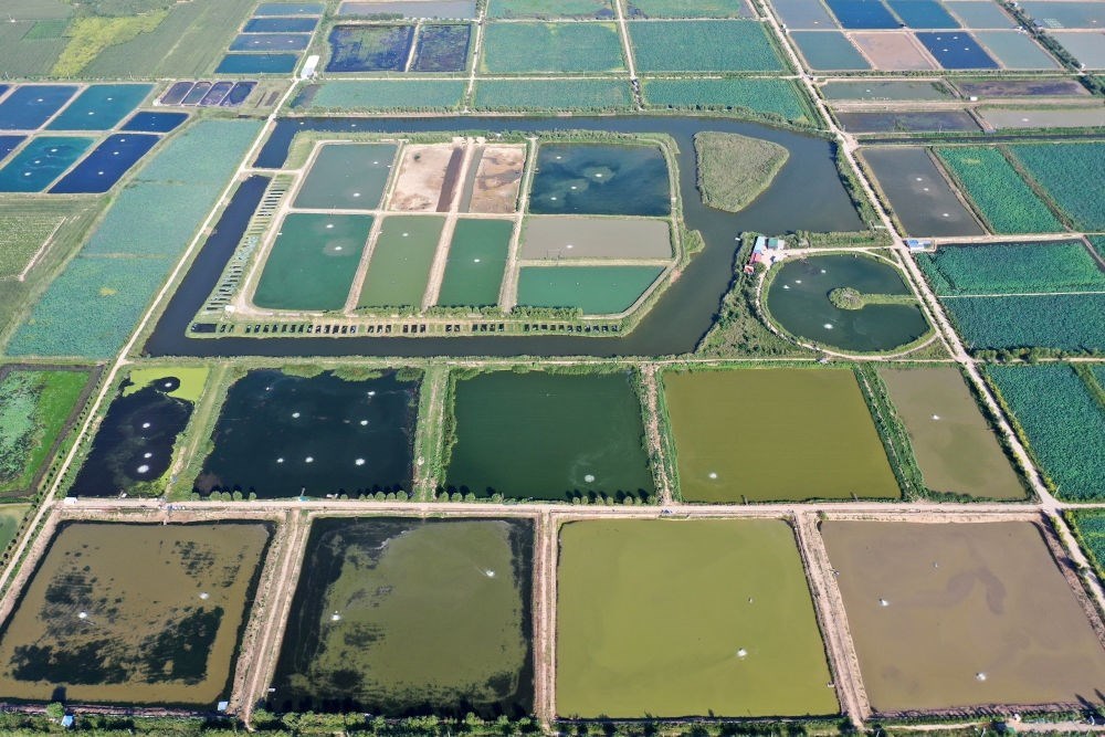 2024年8月13日在山西省臨猗縣薛公村拍攝的蟹塘（無人機(jī)照片）。薛公村位于黃河岸邊，有5000多畝黃河灘涂和近5000畝荒溝。當(dāng)?shù)赝ㄟ^將荒溝和灘涂進(jìn)行整合，發(fā)展特色水產(chǎn)養(yǎng)殖，讓守著黃河水、住在黃河灘的薛公村村民有了新的致富路。
