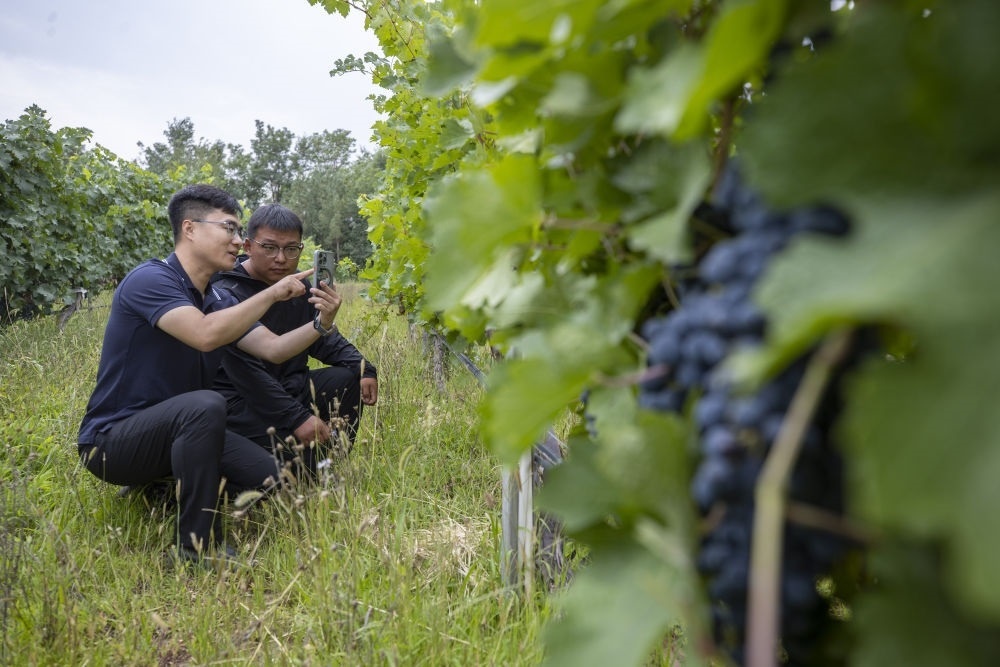 2024年8月15日，技術(shù)人員（左）和工作人員在寧夏銀川市西夏區(qū)的一個(gè)葡萄園工作。為推動(dòng)黃河流域生態(tài)保護(hù)和高質(zhì)量發(fā)展先行區(qū)建設(shè)，銀川市積極打造高標(biāo)準(zhǔn)葡萄園，借助各種傳感器監(jiān)測(cè)釀酒葡萄的生長(zhǎng)狀態(tài)，實(shí)現(xiàn)精準(zhǔn)灌溉，從而高效節(jié)約黃河水。